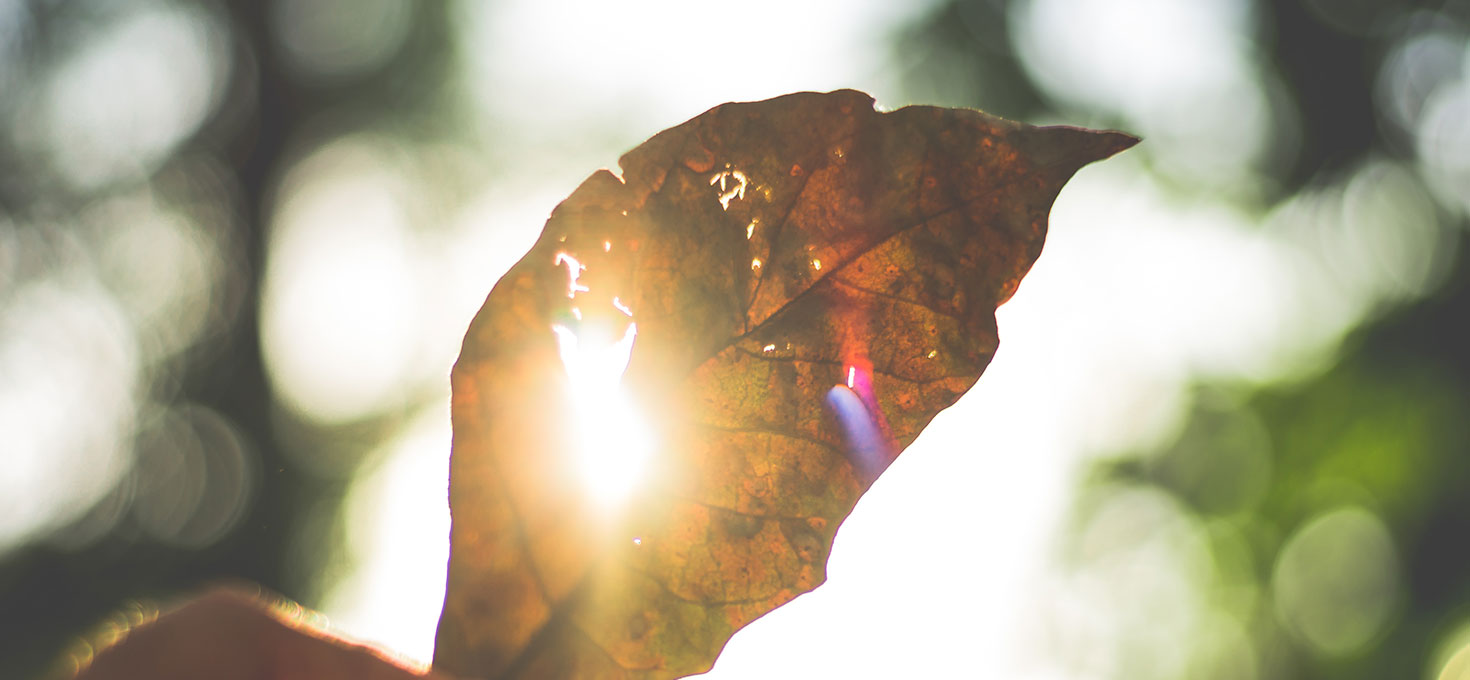 Se Le Foglie Seccano Il Giardino Di Bama